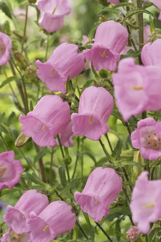 Quelles fleurs choisir en mai
