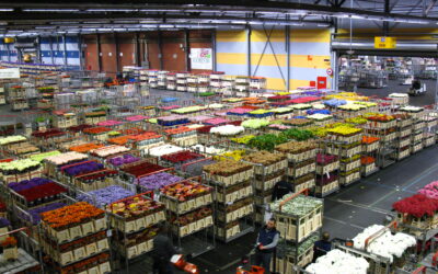 L’industrie florale : beauté éphémère, impact durable ?