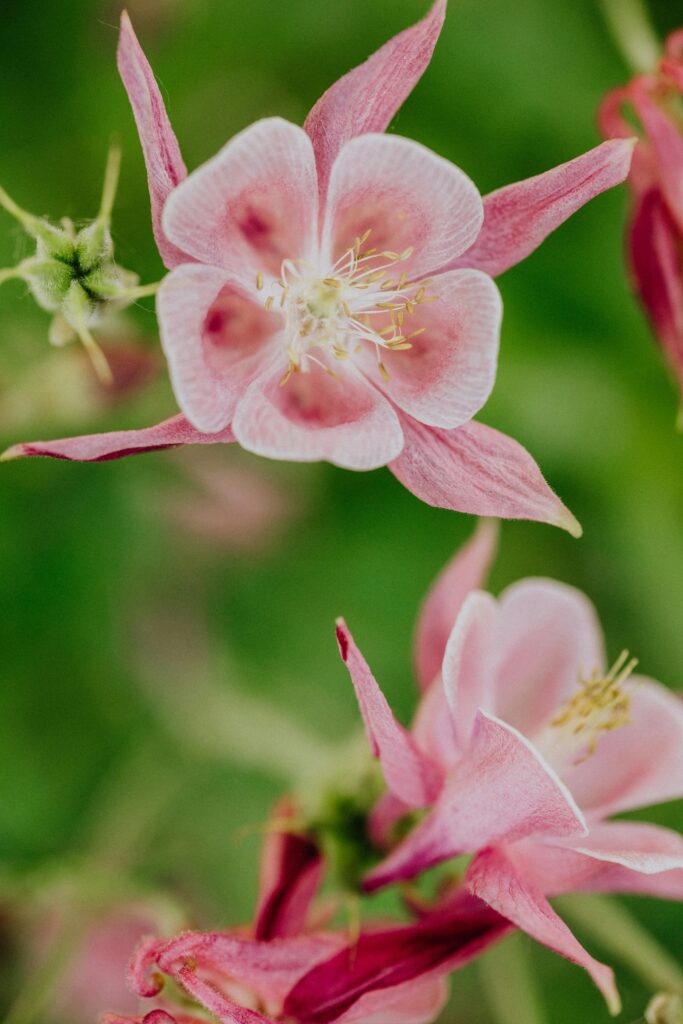 Quelles fleurs choisir en mai