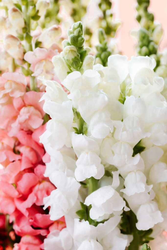 Quelles fleurs choisir en mai