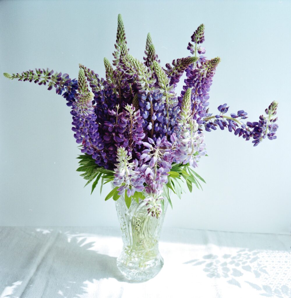 Quelles fleurs choisir en mai