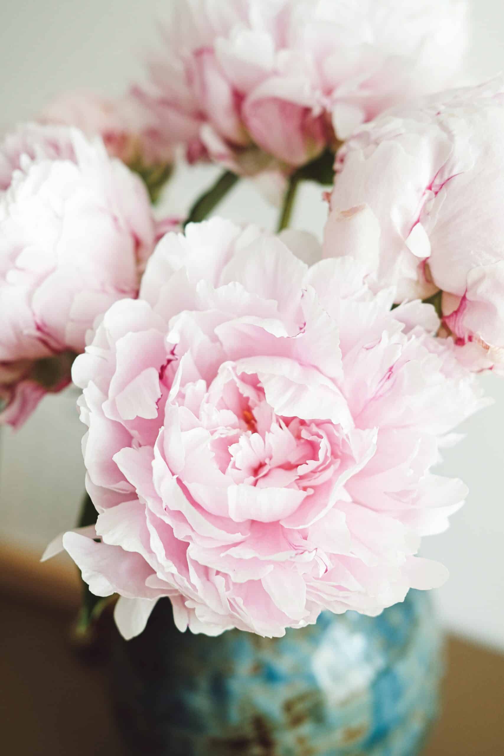 pivoines