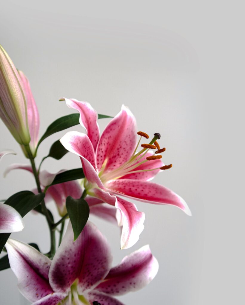 Quelles fleurs choisir en mai