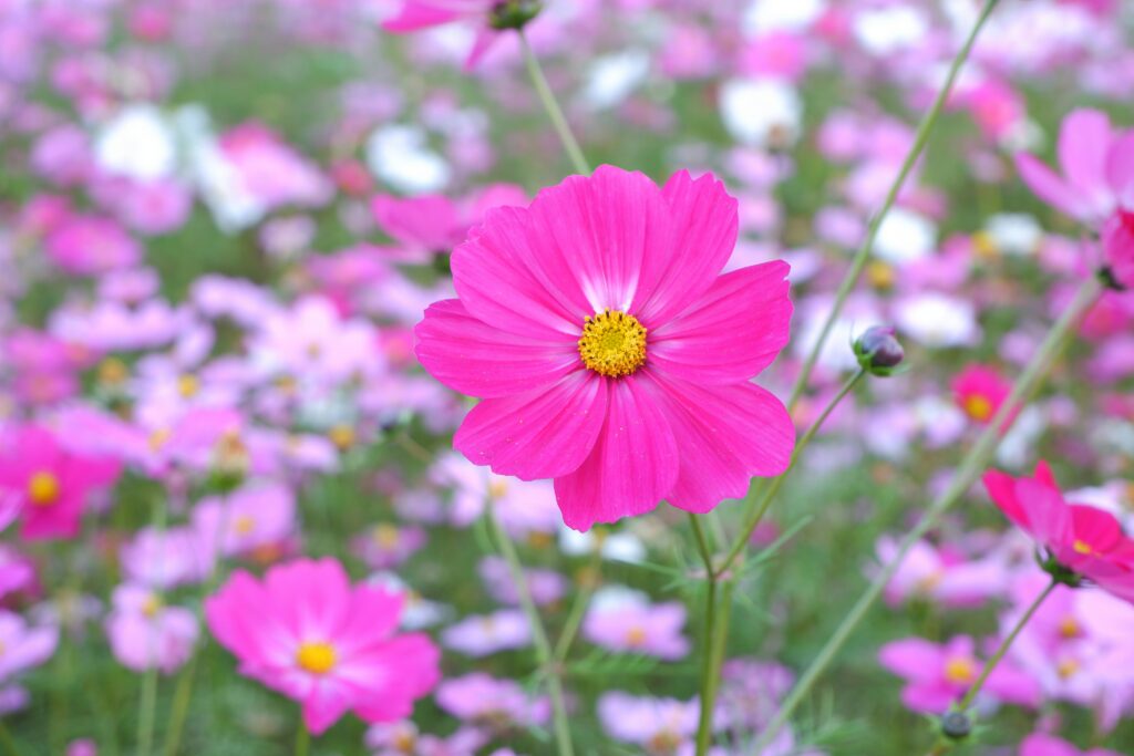 fleurs de juin cosmos
