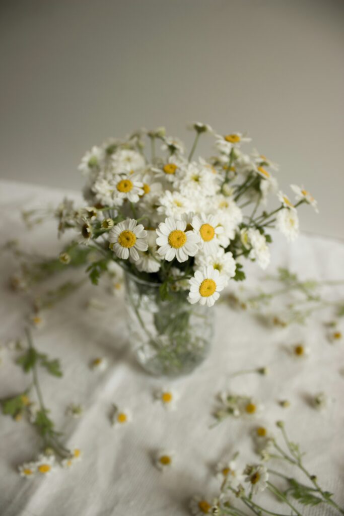 fleurs de juin camomille