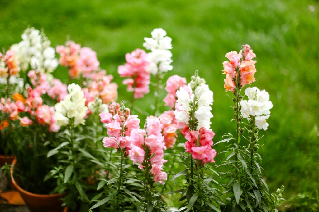 fleurs de juin muflier