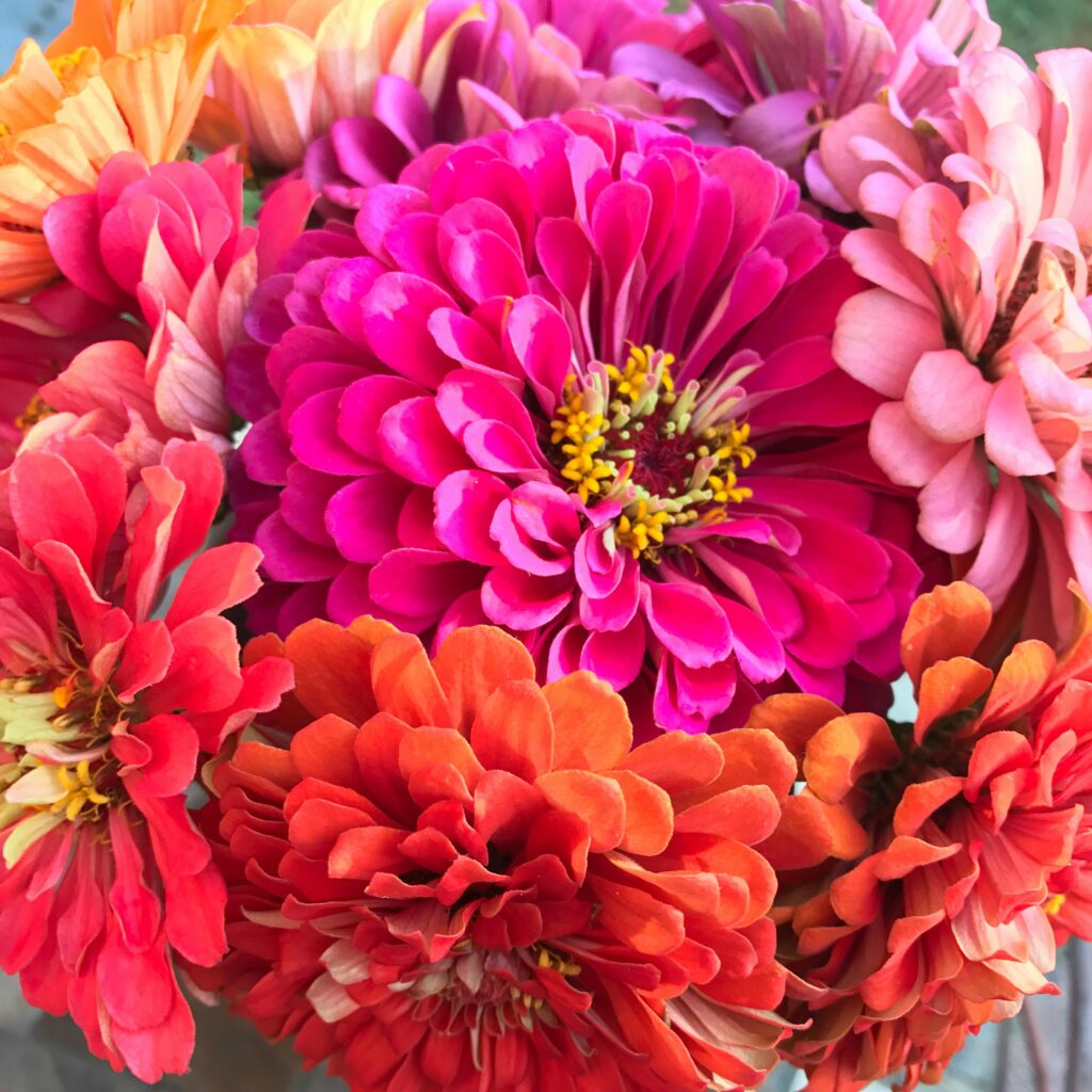 fleurs de juin zinnia