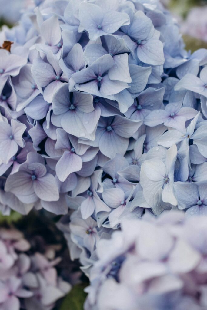 fleurs de juin hortensia