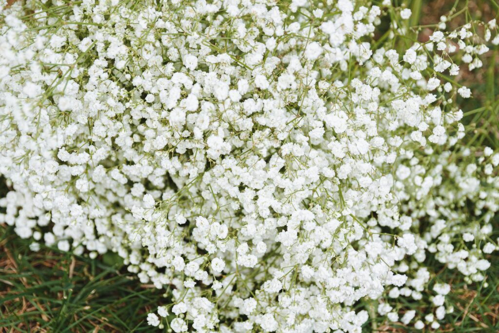 fleurs de juin gypso