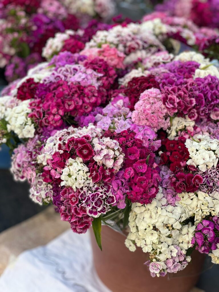 fleurs de juin oeillets
