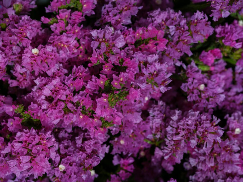 fleurs statice