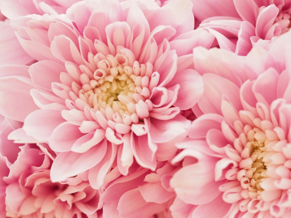 fleurs chrysanthèmes
