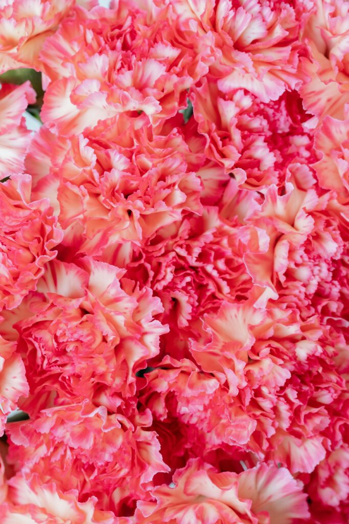 fleurs oeillets