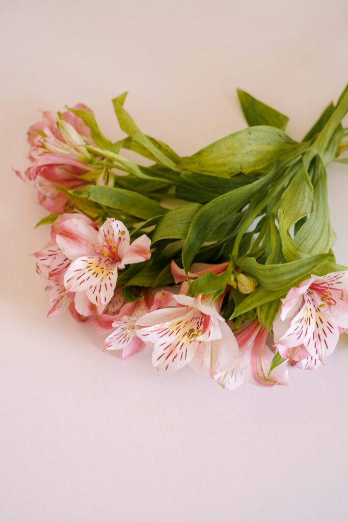 fleurs alstroemeria