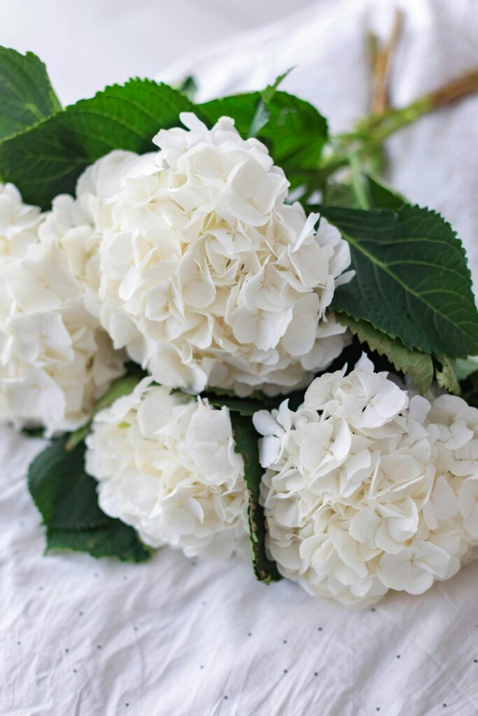 hortensia fleur chère