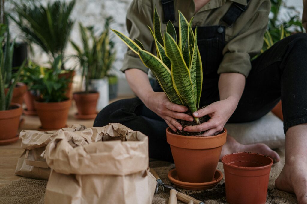 entretien plantes intérieur 4
