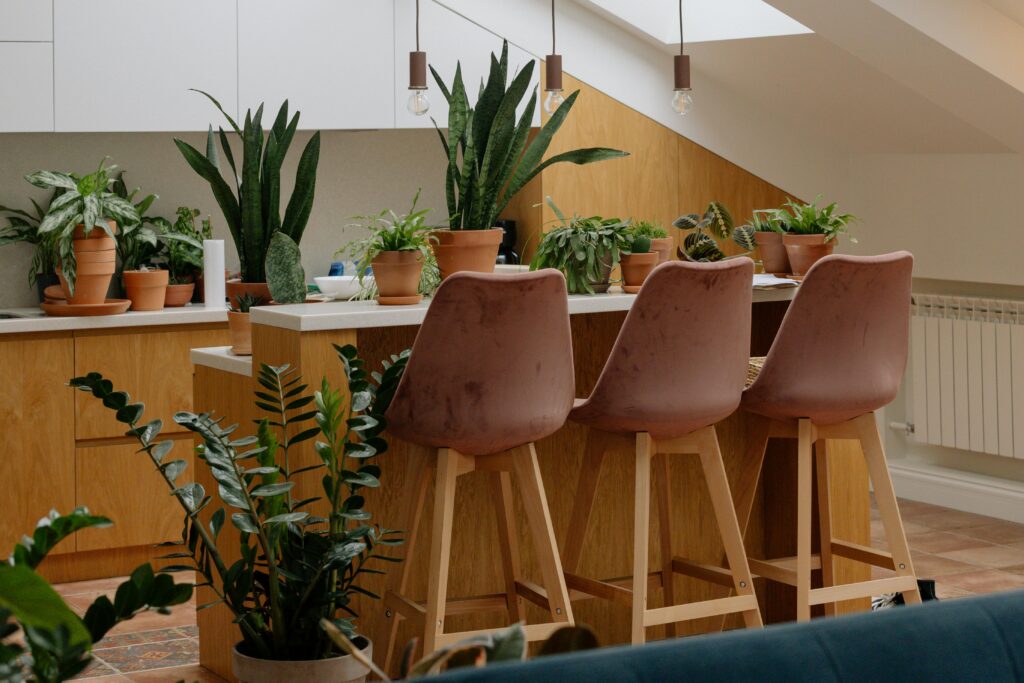 entretien plantes intérieur 5