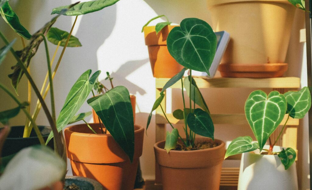 entretien plantes intérieur 