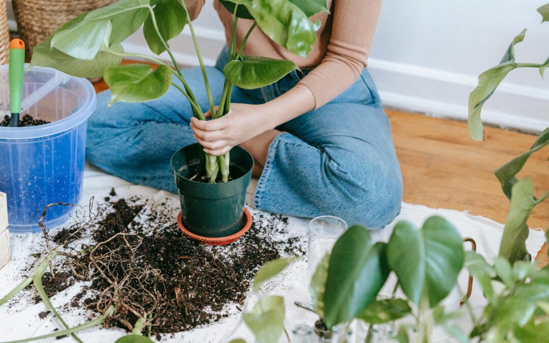 Faut-il rempoter une plante dès qu’on l’achète ?