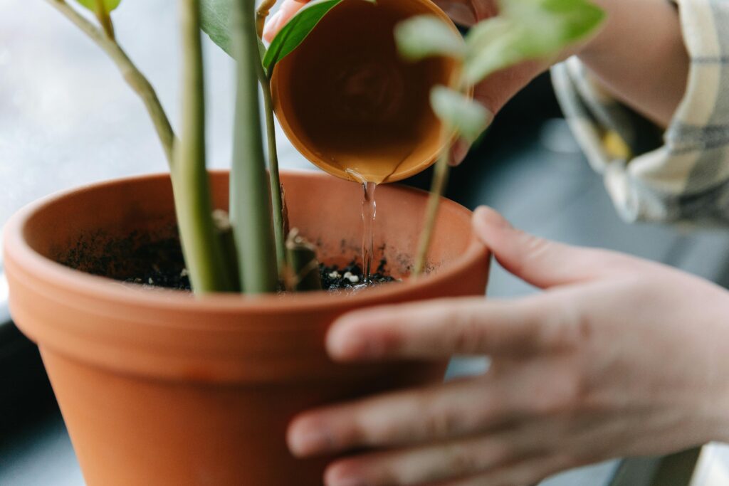 entretien plantes intérieur 6